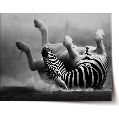 Sablio Plagát Váľajúca sa zebra - 60x40 cm