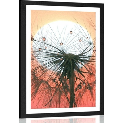 Plakát s paspartou pampeliška při západu slunce - 20x30 white