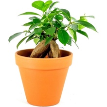 Gardners Ficus microcarpa Ginseng, průměr 6 cm Fíkovník drobnolistý