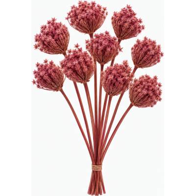 Ammi majus světle růžový 10 ks