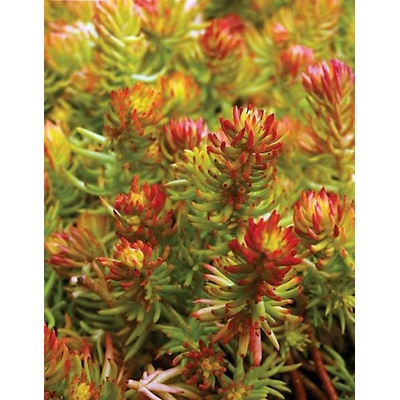 Lukon Glads Sedum reflexum AUREUM - rozchodník