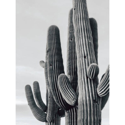 Plagát, Obraz - Cactus 1, Kayla Brown, 30 × 40 cm