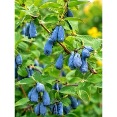 Zemolez kamčatský-Kamčatská čučoriedka (Lonicera kamtschatica) ‘BLUE FOREST’ - skorá, výška 30-50 cm, kont. C3L