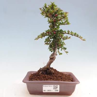 e-bonsai Venkovní bonsai-Cotoneaster horizontalis - Skalník