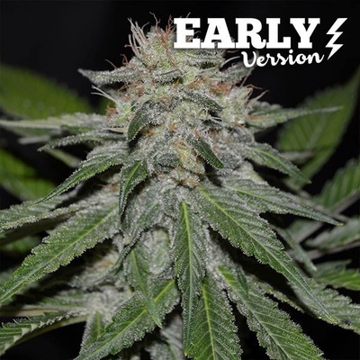 Delicious Seeds Critical Neville Haze Early Version semena neobsahují THC 3 ks