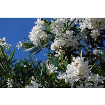 Nerium oleander (Oleander obyčajný) biely, kont. C18L, výška: 150-170 cm (-10/-12°C) - NA KMIENKU