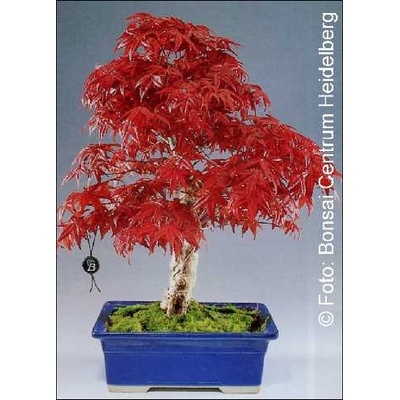 Червенолистен японски клен (Acer palmatum atropurpureum)