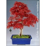  Червенолистен японски клен (Acer palmatum atropurpureum)