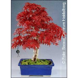  Червенолистен японски клен (Acer palmatum atropurpureum)