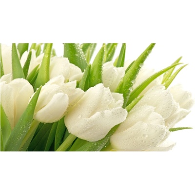 Moderný foto obraz na stenu biele tulipány 100x50 cm