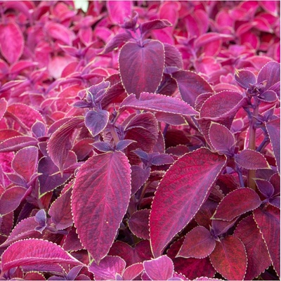 Africká kopřiva Wizard Velvet Red Coleus blumei semena africké kopřivy 30 ks