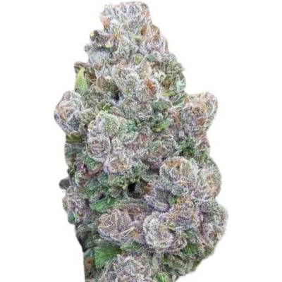 Growers Choice Mimosa Gusher semena neobsahují THC 5 ks