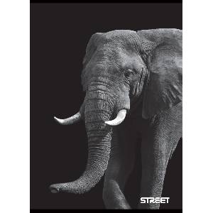 STREET Тетрадка Street, А4, широки редове, 54 л, Safari (25452-А-SAFARI)