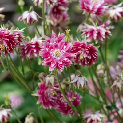 Orlíček Nora Barlow - Aquilegia vulgaris - semena orlíčku - 30 ks
