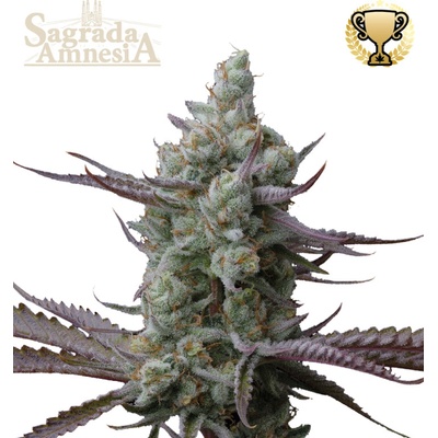 Seedstockers Superior Sagrada Amnesia semienka neobsahujú THC 3 ks