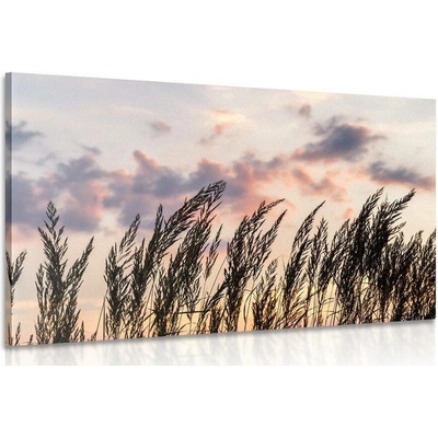 Obraz stébla polní trávy - 40x30