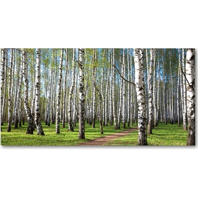 Fotoobraz na skle Břízová les 100x50 cm