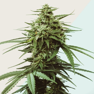 Kera Seeds Medical Skunk CBD semienka neobsahujú THC 1 ks
