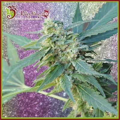 Dr. Krippling Seeds Mango Bubble Cloud AUTO semena neobsahují THC 5 ks