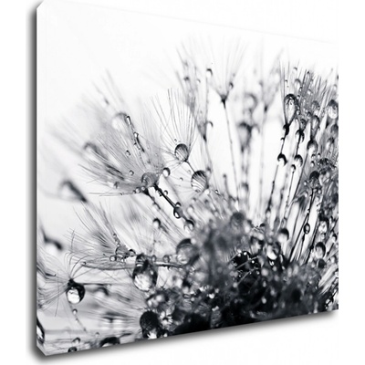 Impresi Obraz Púpava s kvapkami vody - 90 x 70 cm