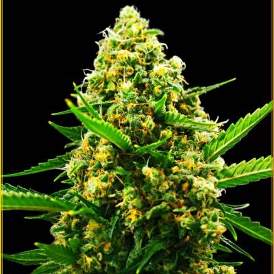 Anaconda Seeds Hypnotic Auto semena neobsahují THC 3 ks