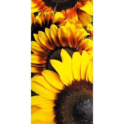 005 Samolepící fototapeta na podlahu - Slunečnice, 85 x 170 cm