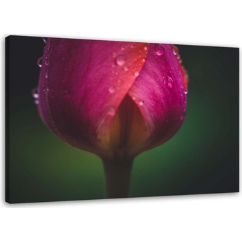 Obraz na plátně Tulipán Květ růžový - 120x80 cm