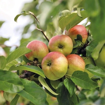 Jabloň jesenný ker BIO FloraSelf Bio Malus domestica 'Gravensteiner' výška kmeňa 35-40 cm celková výška 80-90 cm kvetináč 5 l