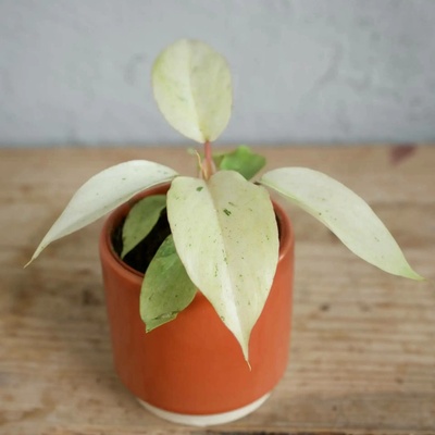 Philodendron Snowdrift baby
