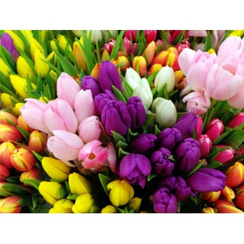 Mix tulipánov 50 ks Velikost hlíz: 12+