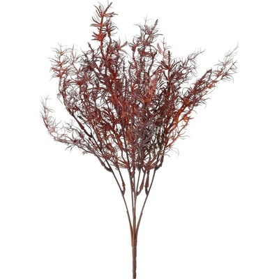 ZELEŇ ASPARÁT BODOVÝ 40CM