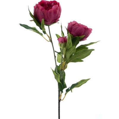 Pivoňka - Paeonia 'Chiba' červená (fuchsia) V65 cm