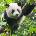 Pohled 3D - Panda