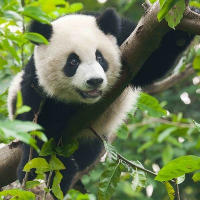 Pohled 3D - Panda