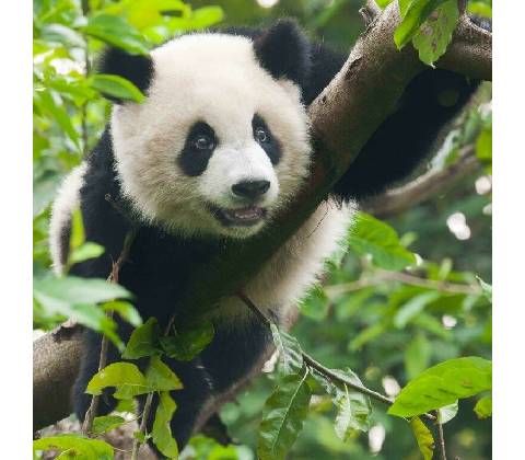 Pohled 3D - Panda