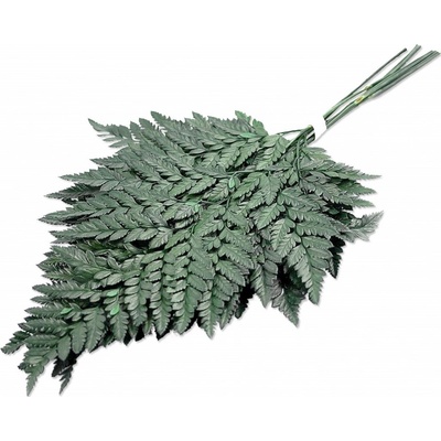 Stabilizovaná kapradina, Alpine fern zelená 10 ks