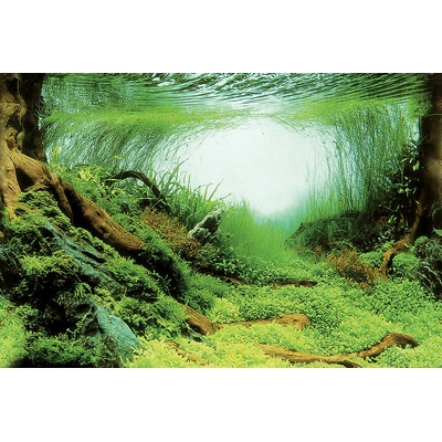 SuperFish Deco Poster C 60x30 cm