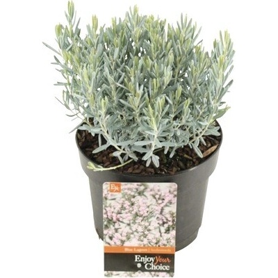 Kyhanka sivolistá FloraSelf Andromeda polifolia 'Blue Lagoon' výška 10-20 cm květináč 2 l