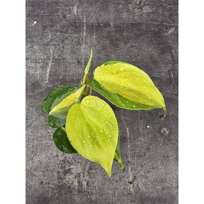 Philodendron Scandens Brasil mini