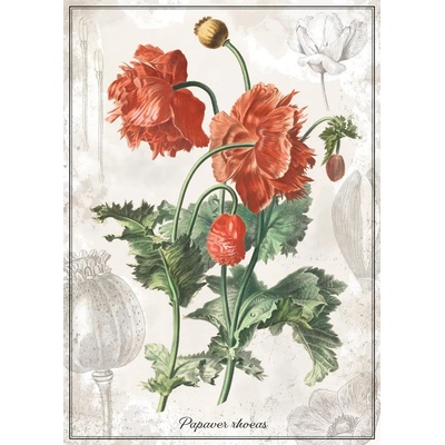 Interdruk - Puzzle Botanic Poppy - 1 000 piese