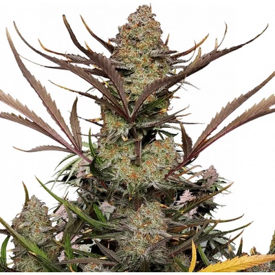 Fastbuds Apple Strudel Auto semienka neobsahujú THC 10 ks