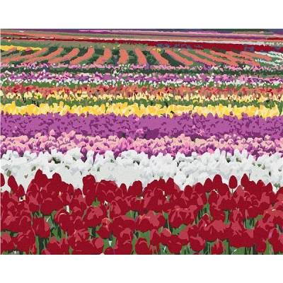 zuty Malování Podle Čísel Pole Tulipánů Dennis Frates 40 x 50 Cm Plátno