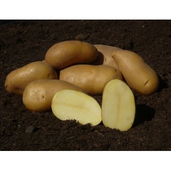 . Colette - slovenské sadbové zemiaky 5kg