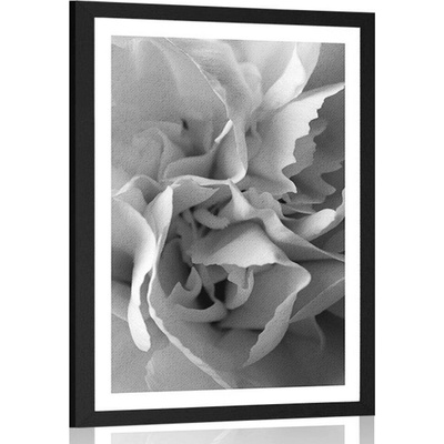 Plakát s paspartou lupínky karafiátu v černobílém provedení - 20x30 silver