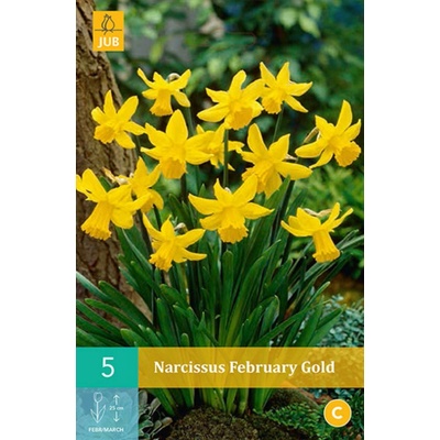 Narcis February Gold "B"