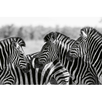 DIMEX ART s. r. o Флизелинов фототапет стадо зебри 375 x 250 см