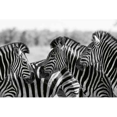 DIMEX ART Флизелинов фототапет стадо зебри 375 x 250 см