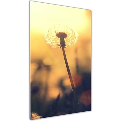 Vertikálny foto obraz sklenený Púpava 50x100 cm