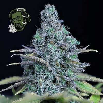 Seedsman Jack Herer semena neobsahují THC 5 ks