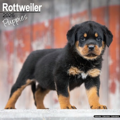 Rottweiler, 30,5 x 30,5 30,5 x 61 cm 2026
